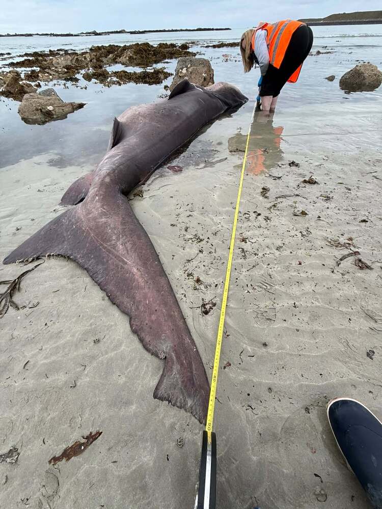 Un requin &eacute;chou&eacute; &agrave; Jersey