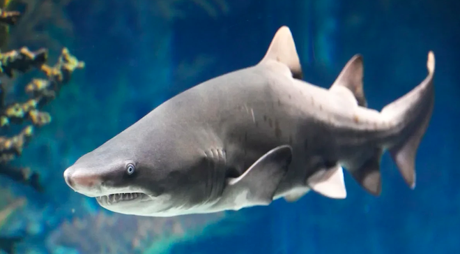 Un requin-tigre de sable &agrave; petites dents
