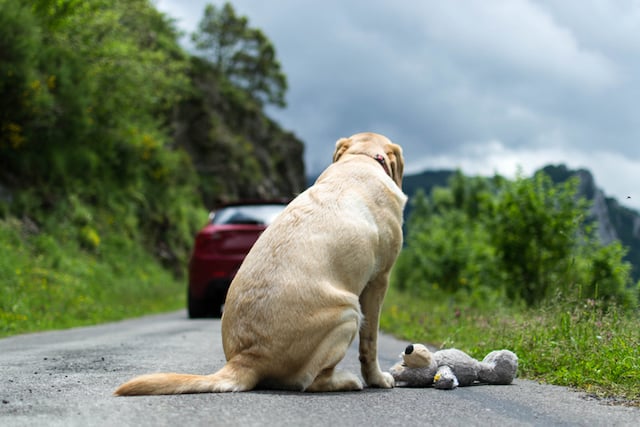 Un chien abandonn&eacute; par ses propri&eacute;taires