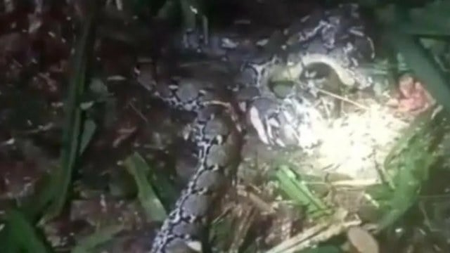 Le python r&eacute;ticul&eacute; ayant tu&eacute; la villageoise de 44 ans