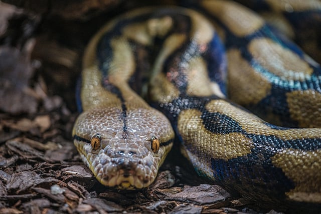 Gros plan sur un python r&eacute;ticul&eacute; 