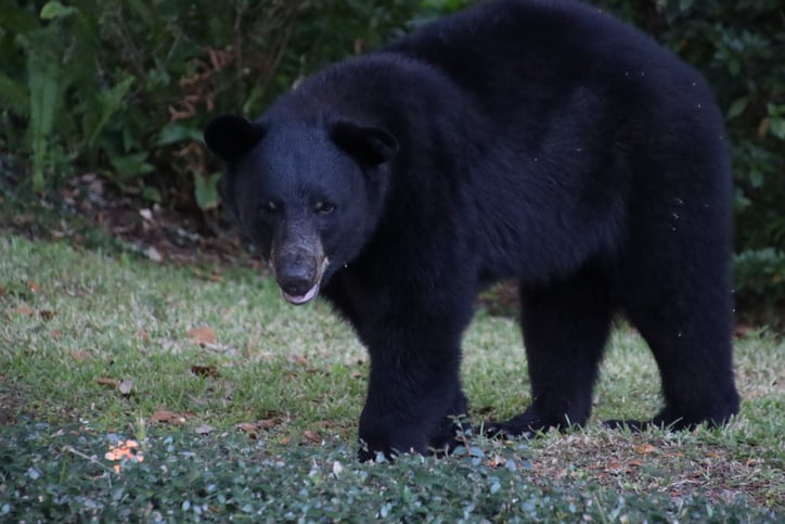 Un ours noir en Floride