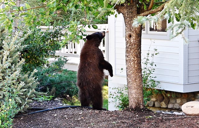 Un ours debout pr&egrave;s d'un arbre en train d'observer une maison