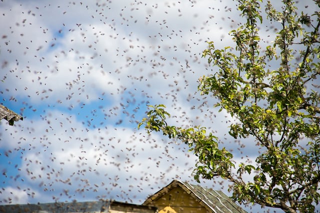 De nombreuses abeilles tournent dans le ciel