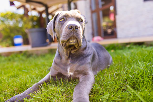 Un chien cane corso dans un jardin