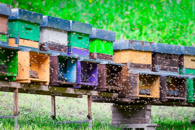 Un essaim d&rsquo;abeilles qui volent autour de la ruche