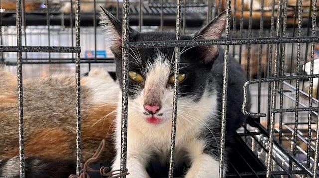 Un chat secouru par la police &agrave; H&ocirc; Chi Minh-Ville, au Vietnam
