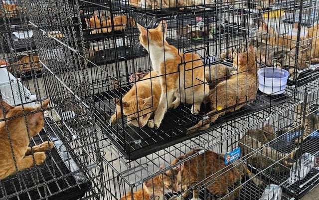 Des chats secourus par la police &agrave; H&ocirc; Chi Minh-Ville, au Vietnam