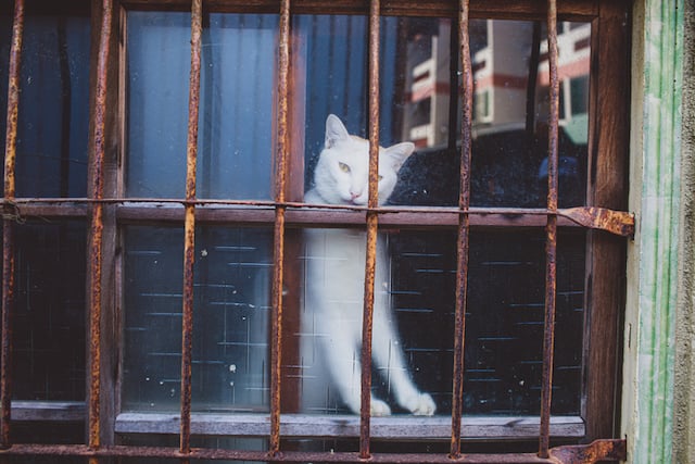 Un chat aux yeux tristes