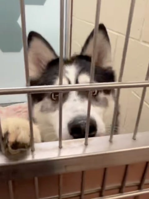 Ozy, le frère de Bark