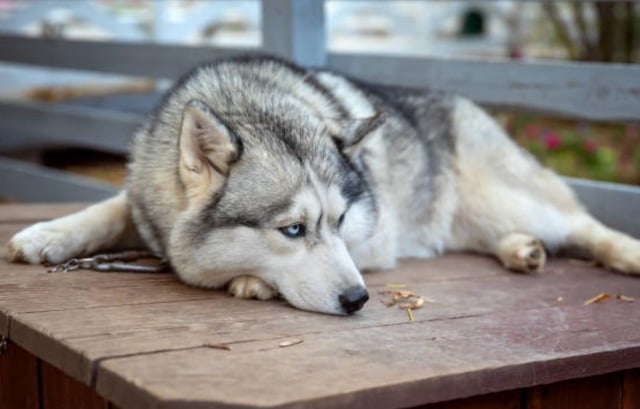 Un husky allongé sur une table