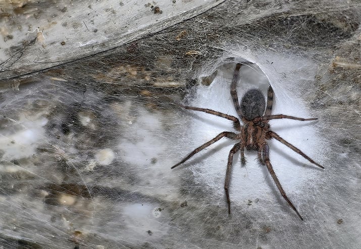 Une araignée vivant dans la grotte