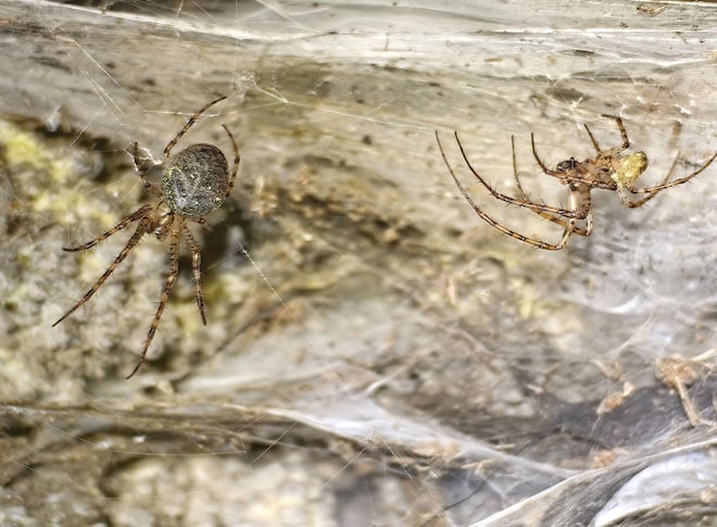 Deux espèces d'araignées forment cette mégacolonie