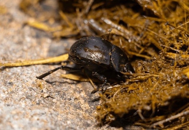 Un scarabée bousier en train de récolter des excréments 