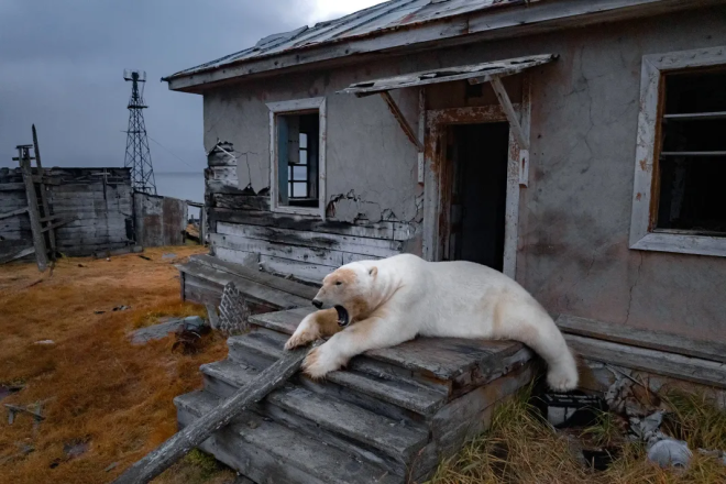 Un ours polaire couché sur des escaliers