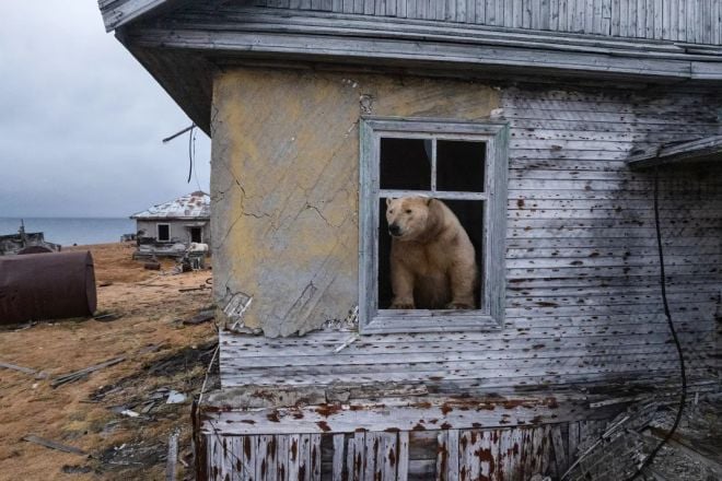 Un ours polaire passe la tête par la fenêtre