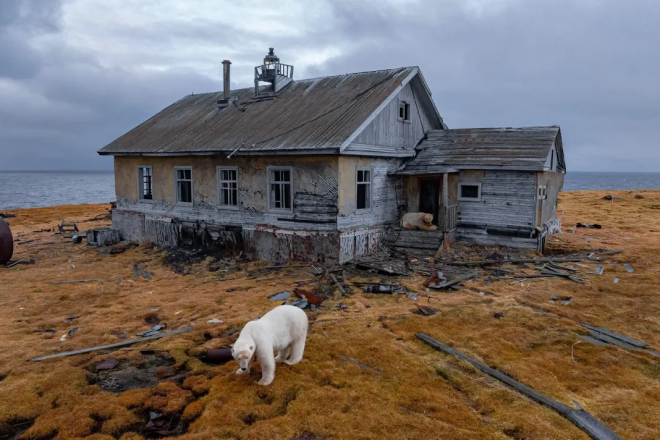 Des ours polaires dans la base soviétique abandonnée