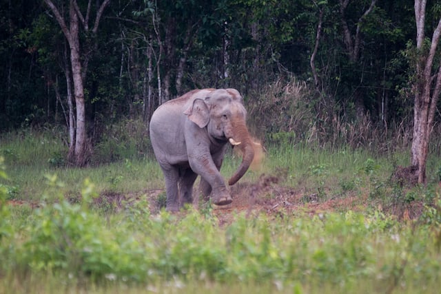 Un éléphant d'Asie dans la nature