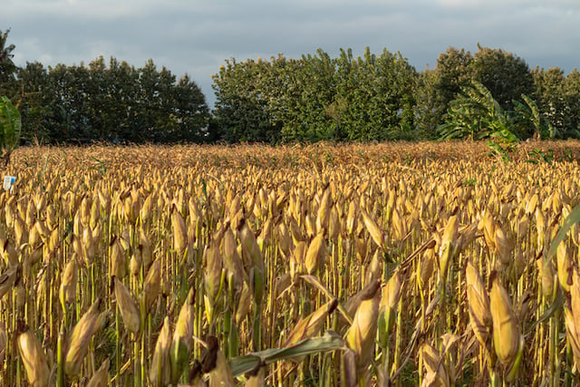 Un champ de maïs