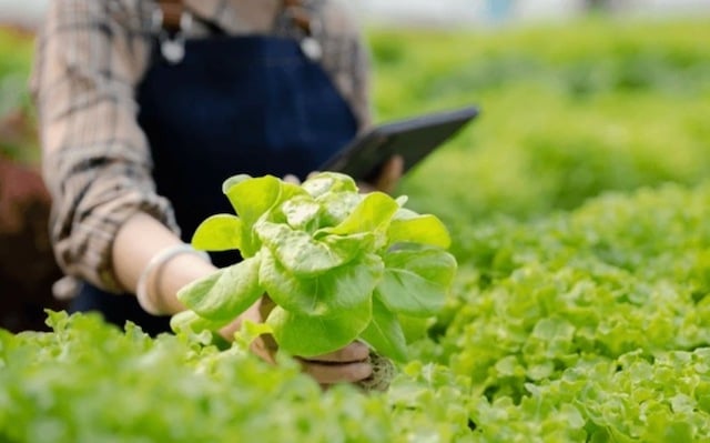 Agriculture biologique