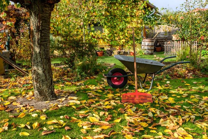 Des feuilles mortes dans un jardin