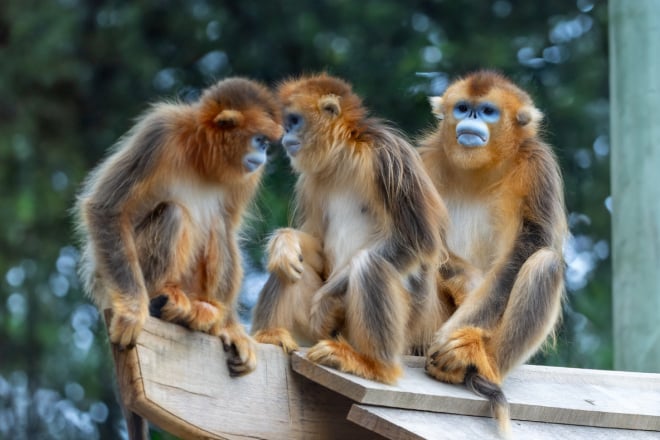 des singes au ZooParc de Beauval