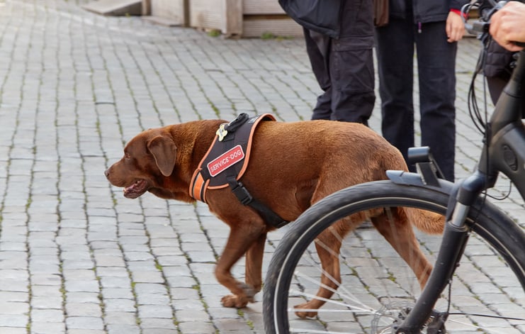 Un chien d'assistance
