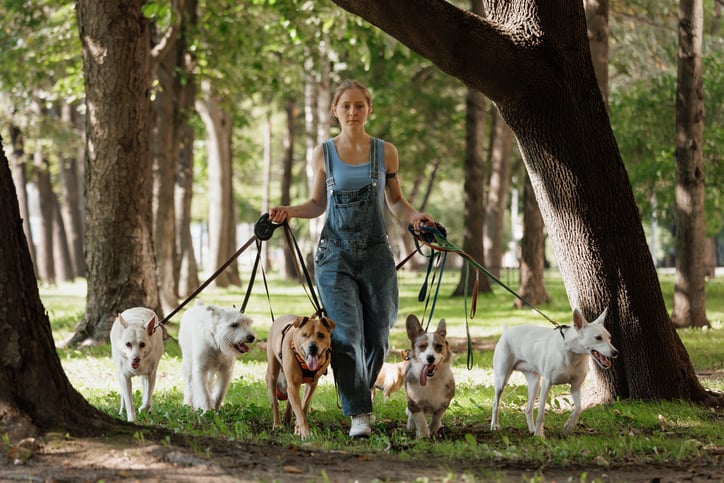 Une femme promène des chiens