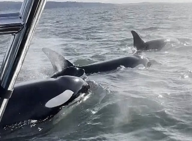 Capture d'écran Instagram