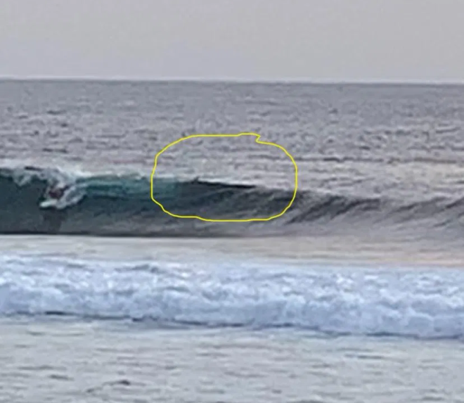 Le requin dans la mer