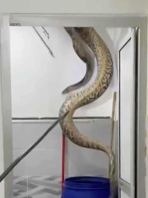 Capture d'écran montrant le serpent 