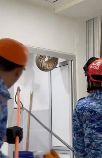 Capture d'écran montrant le serpent 