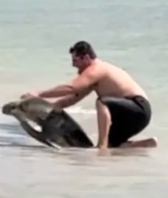 Capture d'écran montrant le touriste prendre une photo avec la tortue marine 