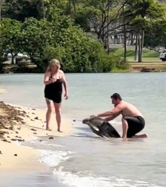 Capture d'écran montrant le touriste prendre une photo avec la tortue marine 
