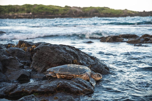 Tortue marine à Hawaï