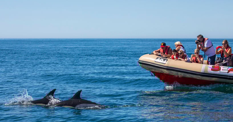 Des touristes près des dauphins