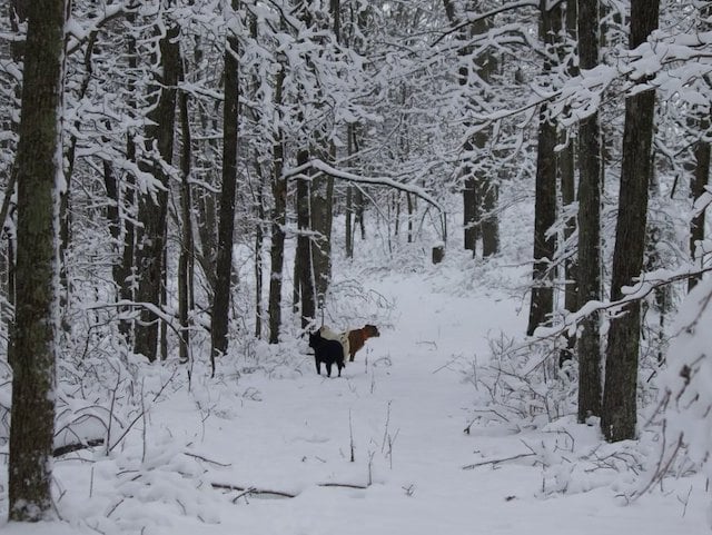 Deux animaux dans une forêt enneigée 