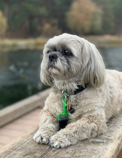 Oliver avant sa mort 