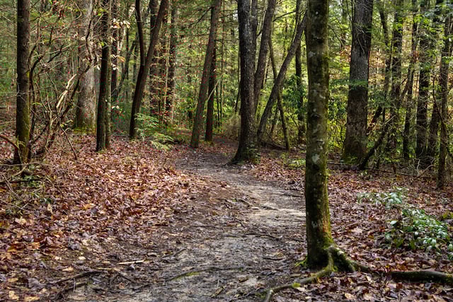 Forêt dans le Kentucky