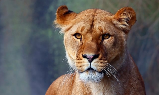 Portrait d'une lionne 
