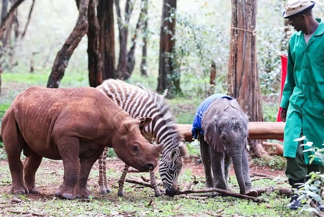 Tytan, le bébé rhinocéros, Notty, le zèbre, et un bébé éléphant à la nurserie de Nairobi du Sheldrick Wildlife Trust