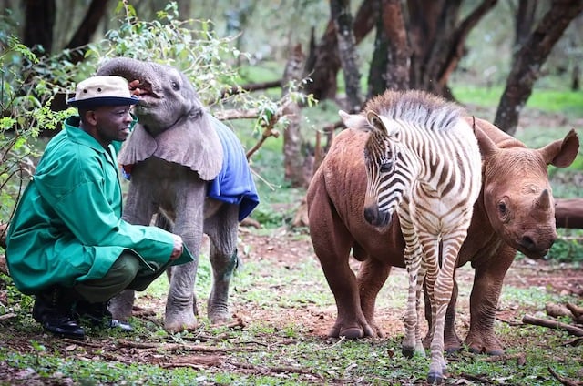 Tytan, le bébé rhinocéros, Notty, le zèbre, et un bébé éléphant à la nurserie de Nairobi du Sheldrick Wildlife Trust