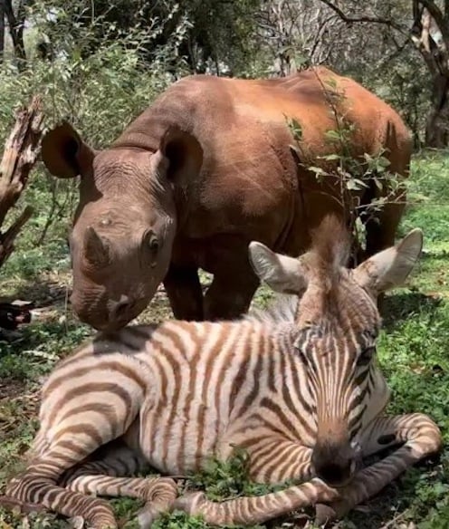 Notty le zèbre et Tytan le rhinocéros noir à la nurserie de Nairobi du Sheldrick Wildlife Trust