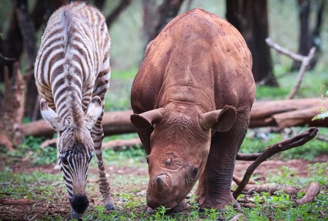 Notty le zèbre et Tytan le rhinocéros noir à la nurserie de Nairobi du Sheldrick Wildlife Trust