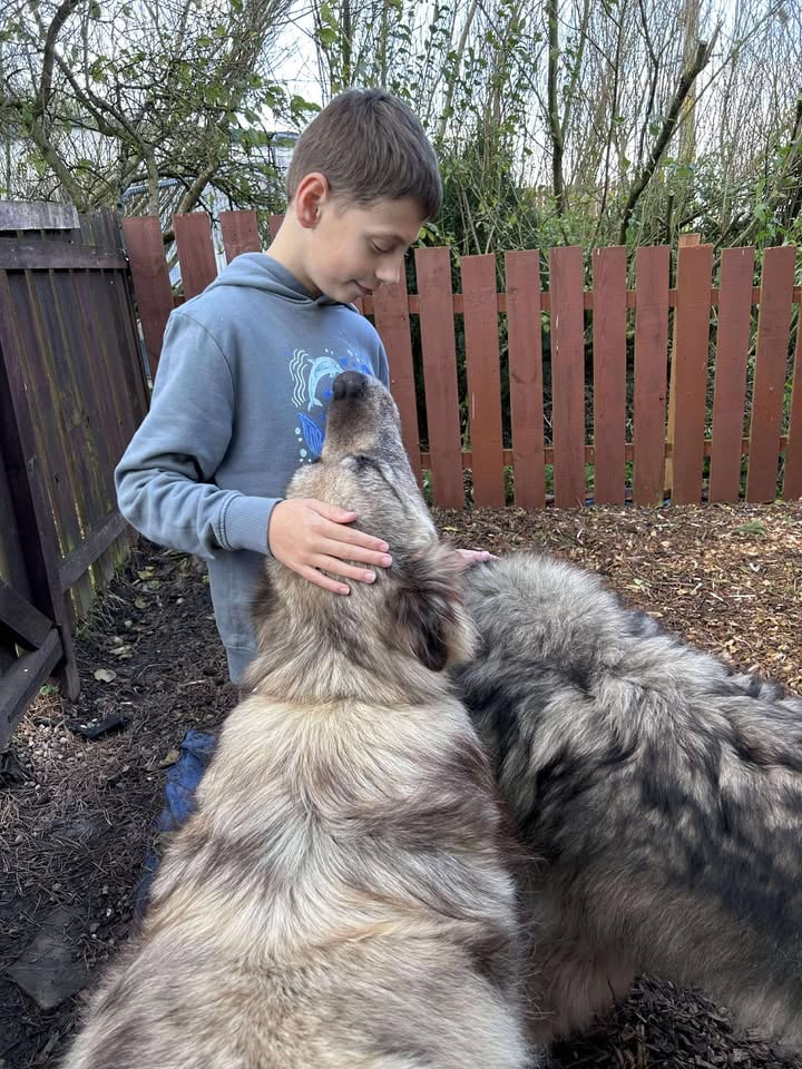 Myles Murray caresse des chiens