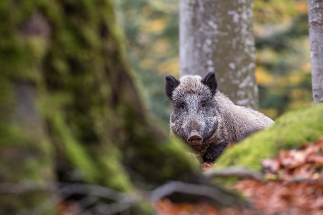 Un sanglier dans une forêt