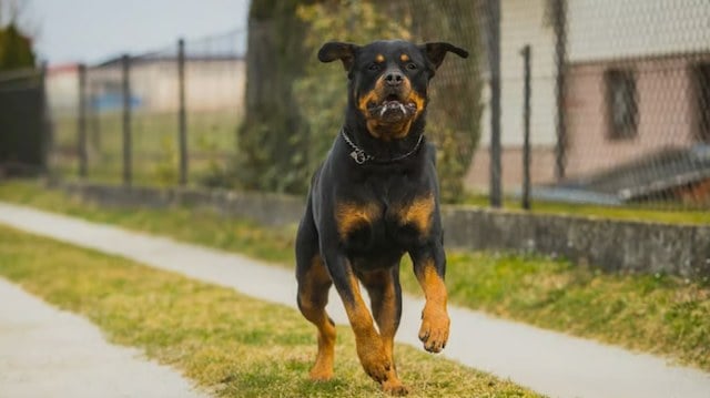 Un pitbull en train de courir 