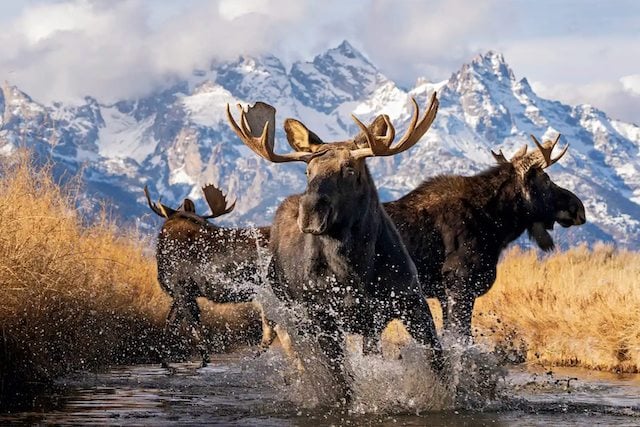 Photo de Deena Sveinsson montrant trois orignaux mâles dans le Wyoming