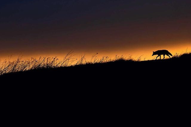Photo de Leo Dale montrant un coyote solitaire en Californie