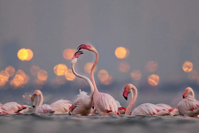 Ajay Kumar Singh montrant des flamants roses à Bahreïn